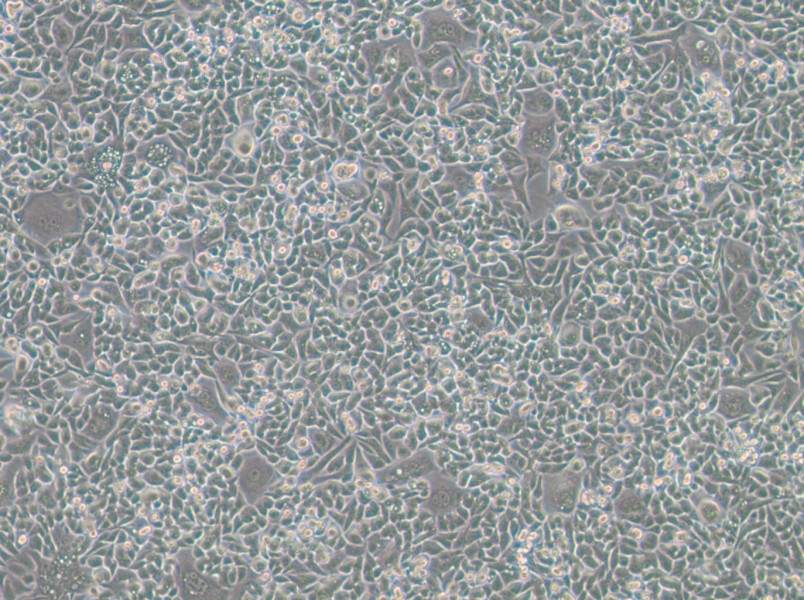 HCT-15-TAX Cell Complete MediumHCT-15-TAX Cell Complete Medium - 2