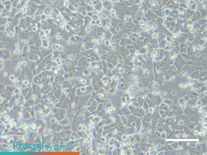 NCI-H1048NCI-H1048 - 4