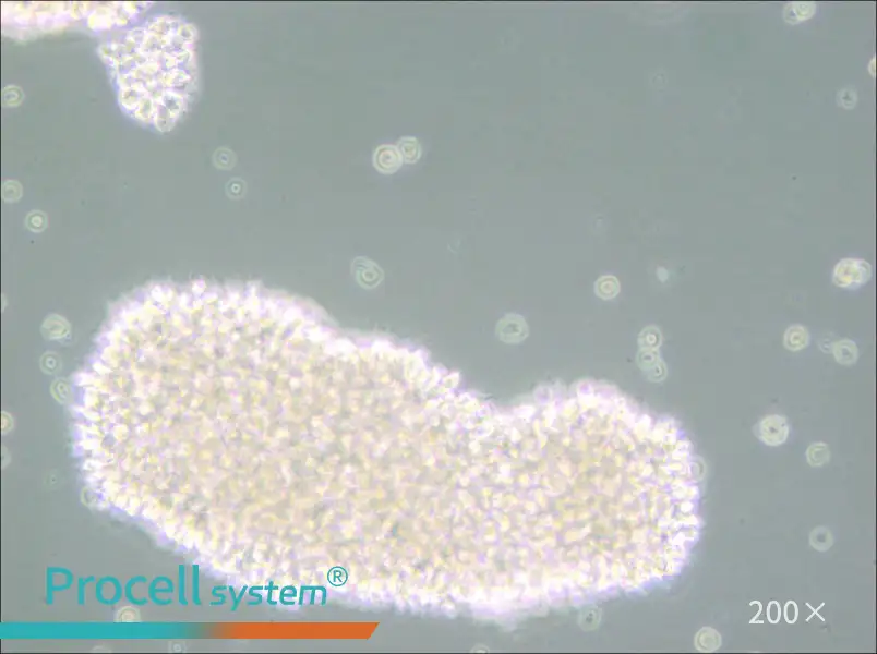 MT-4 Cell Complete Medium - 4