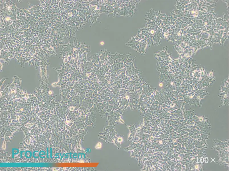 2V6.11 Cell Complete Medium2V6.11 Cell Complete Medium - 2