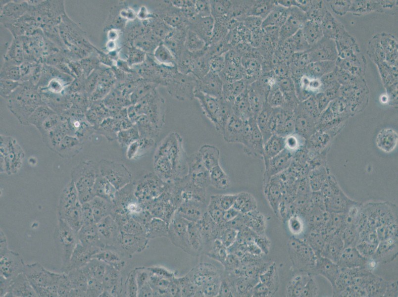 OVCAR-8 Cell Complete Medium - 5