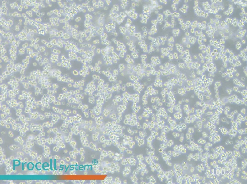 L5178Y TK+/- clone (3.7.2C) Cell Complete Medium - 3