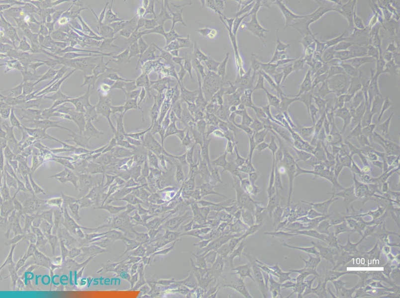 Mouse Aortic Smooth Muscle (Primary cell immortalization) Cell Complete MediumMouse Aortic Smooth Muscle (Primary cell immortalization) Cell Complete Medium - 2