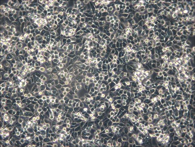 IHH-4 Cell Complete Medium - 4