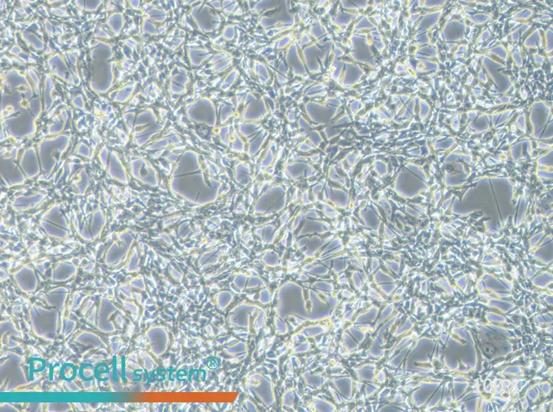 CT26.WT Cell Complete Medium - 1