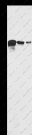 TWF2 Polyclonal Antibody - 1