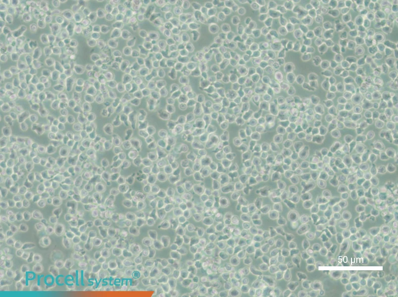 C1498-LUC Cell Complete Medium - 6