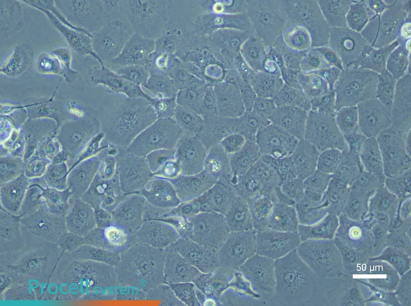 Rabbit Corneal Epithelial Cell Complete Medium - 4