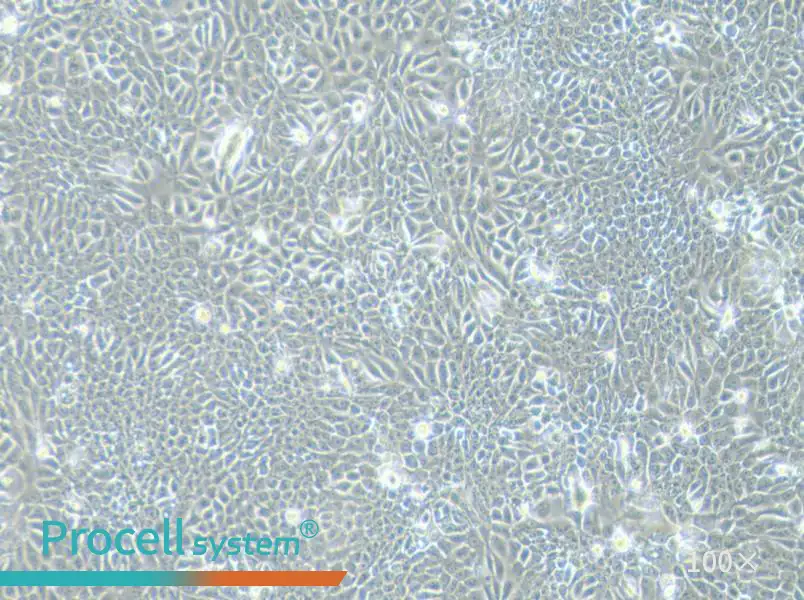Eca-109 Cell Complete MediumEca-109 Cell Complete Medium - 3