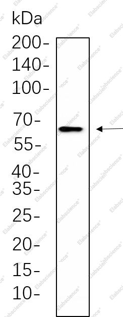 Recombinant RelB Monoclonal Antibody - 1