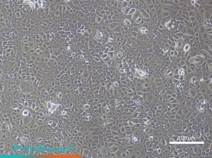 Mouse Colonic Mucosal Epithelial (Primary cell immortalization) Cell Complete Medium - 2