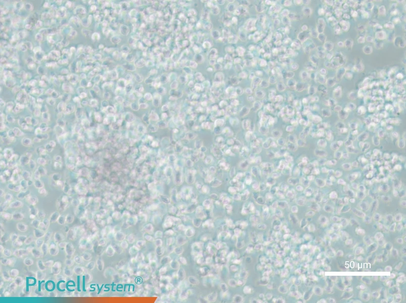 CCRF-SB - 4
