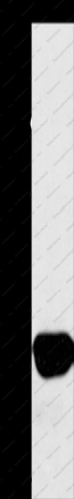 LXN Polyclonal Antibody - 1
