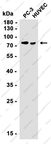 Recombinant ZYX Monoclonal Antibody - 2