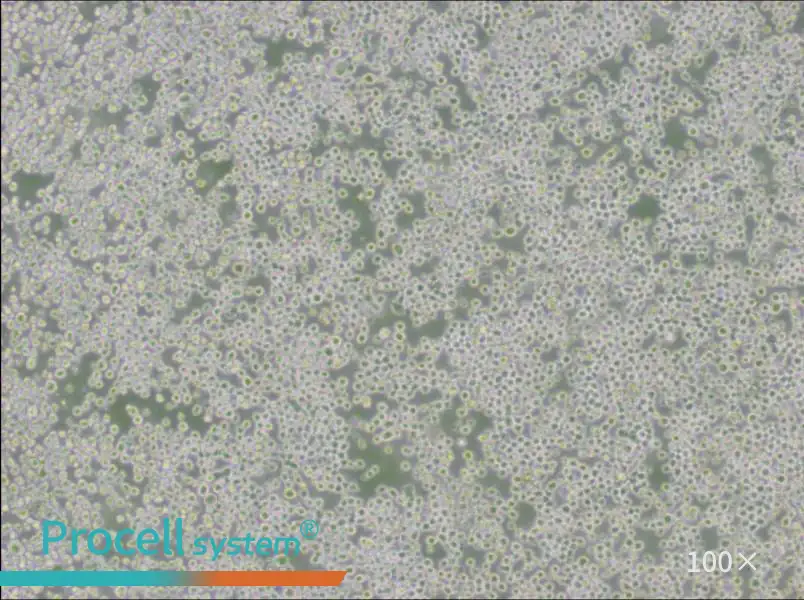 OKT 3 Cell Complete MediumOKT 3 Cell Complete Medium - 2