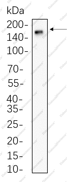 Recombinant CD11b Monoclonal Antibody - 1