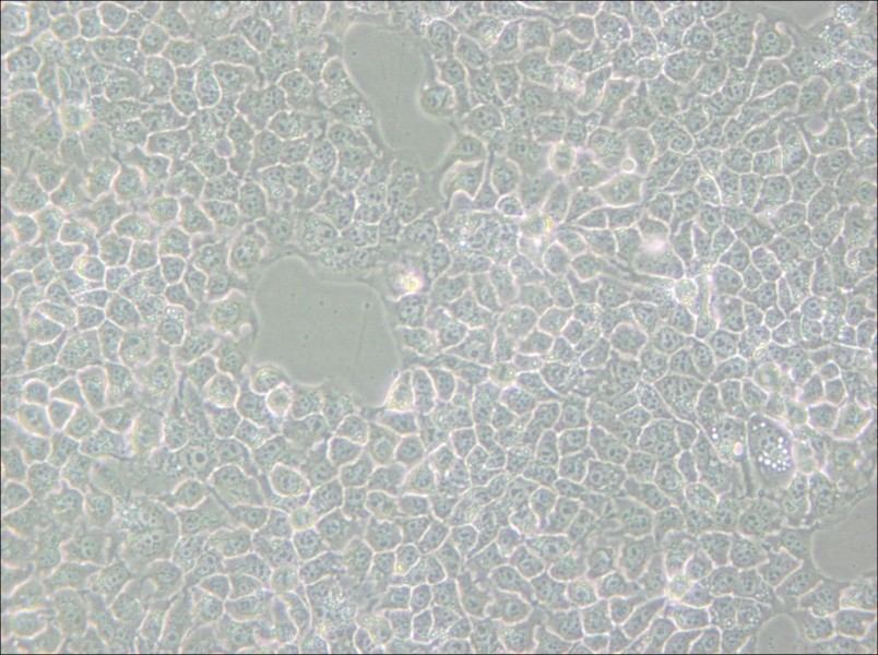 KYSE-510 Cell Complete Medium - small - 5