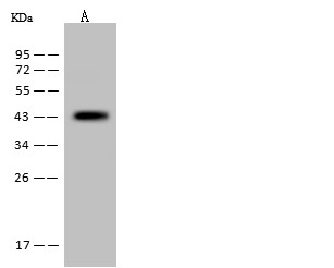 Recombinant MEK1/MAP2K1 Monoclonal Antibody-searchlist-1