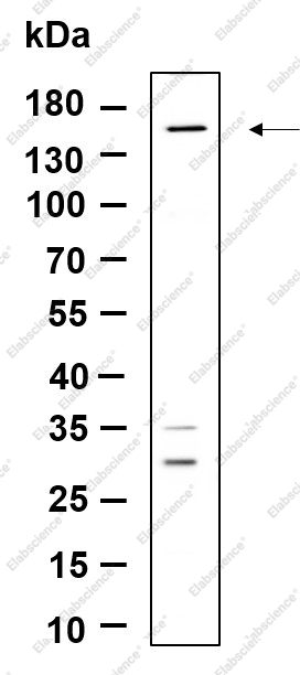 Recombinant Drosha Monoclonal Antibody - 1