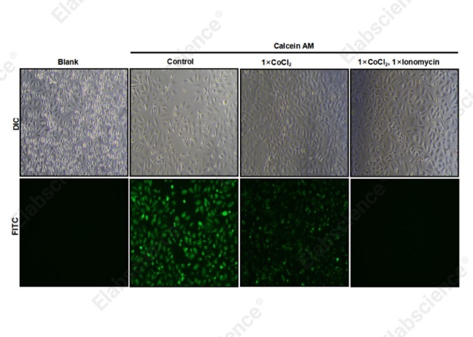 Mitochondrial Permeability Transition Pore (mPTP) Fluorometric Assay Kit - 2