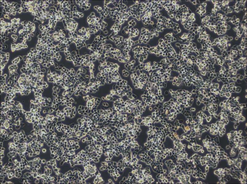 COV434 Cell Complete MediumCOV434 Cell Complete Medium - 2