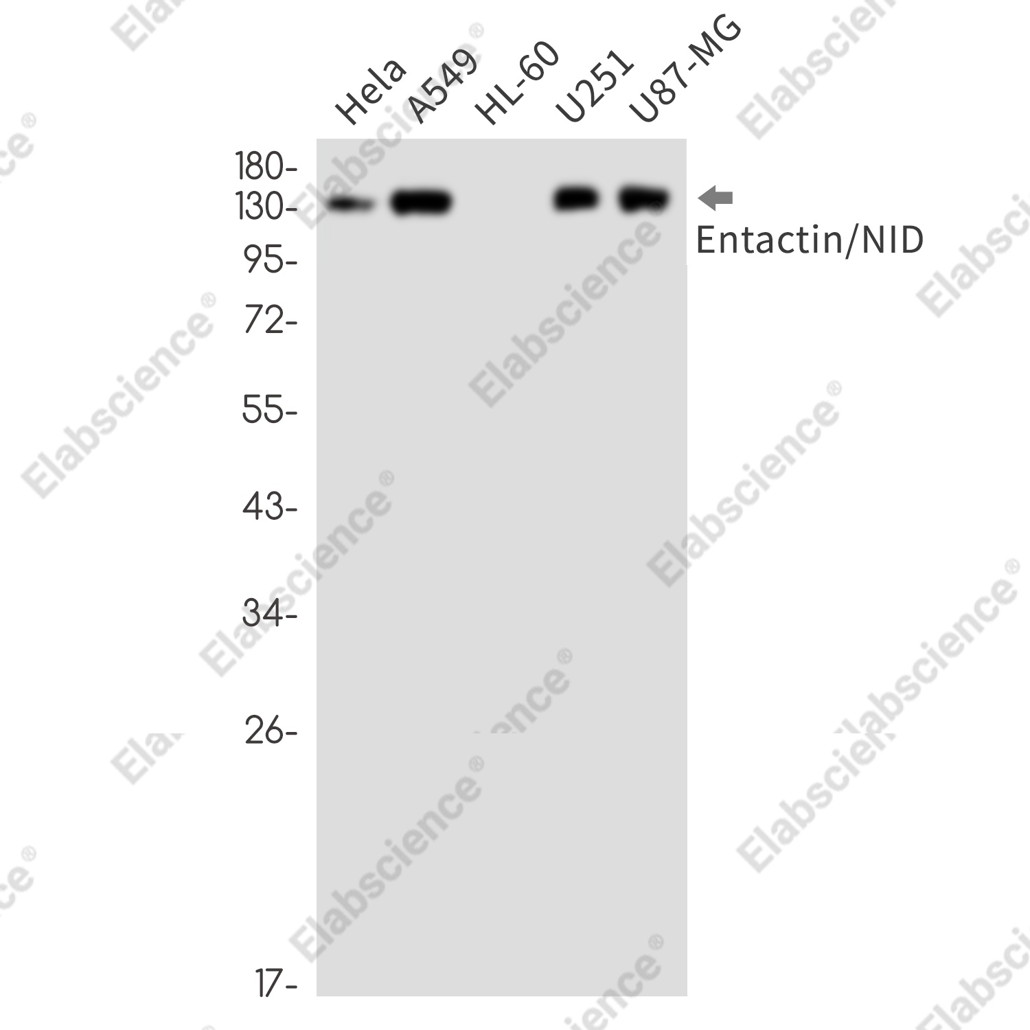 Recombinant Entactin Monoclonal Antibody - 1