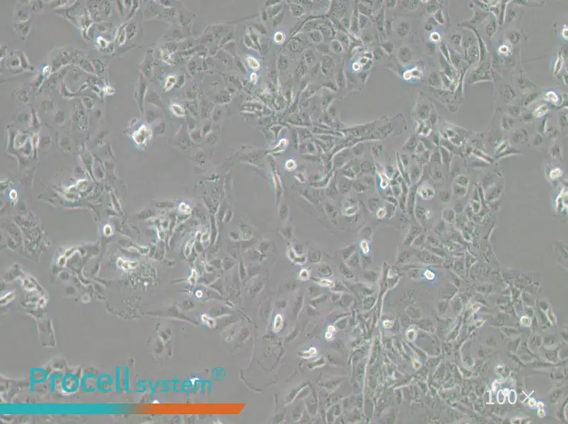 GLAG-66 Cell Complete MediumGLAG-66 Cell Complete Medium - 3