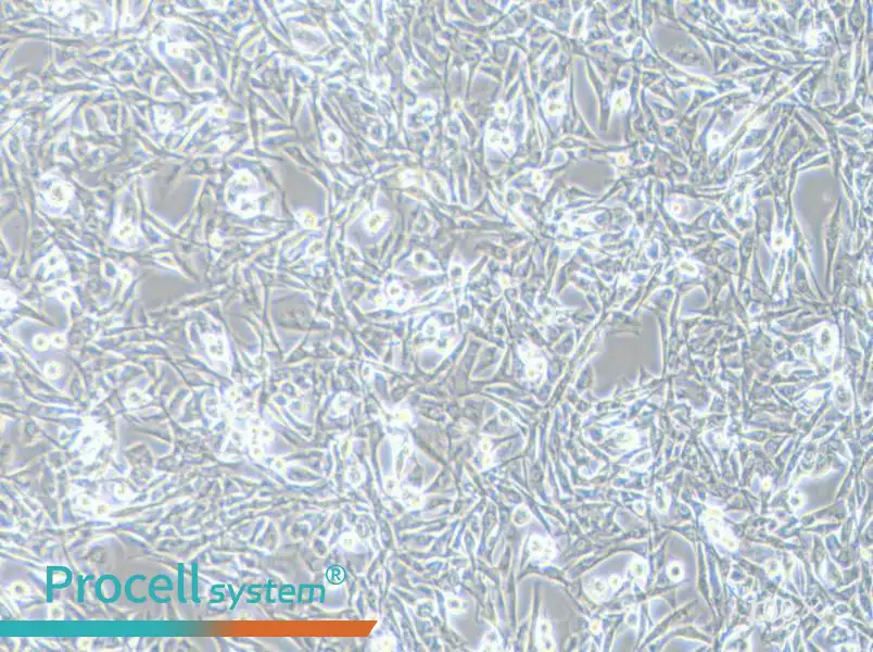 NCI-H1975 Cell Complete Medium - 1