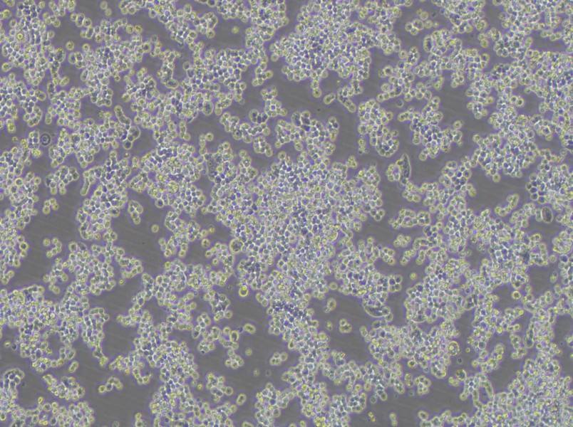 COLO 320DM Cell Complete MediumCOLO 320DM Cell Complete Medium - 3