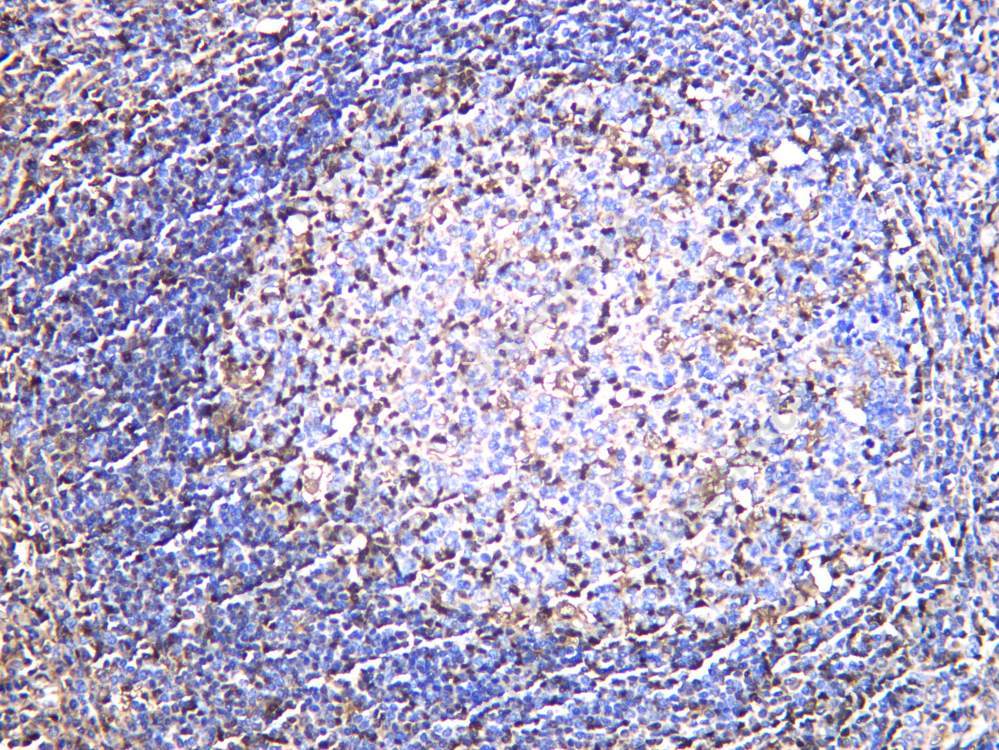 Recombinant GBP2 Monoclonal Antibody - 2