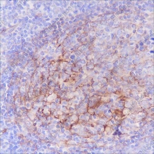 Recombinant B7-H3/CD276 Monoclonal Antibody - 4