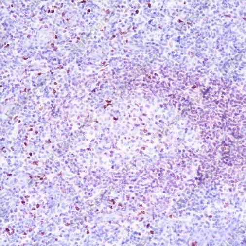 Recombinant PU.1 Monoclonal Antibody - 2