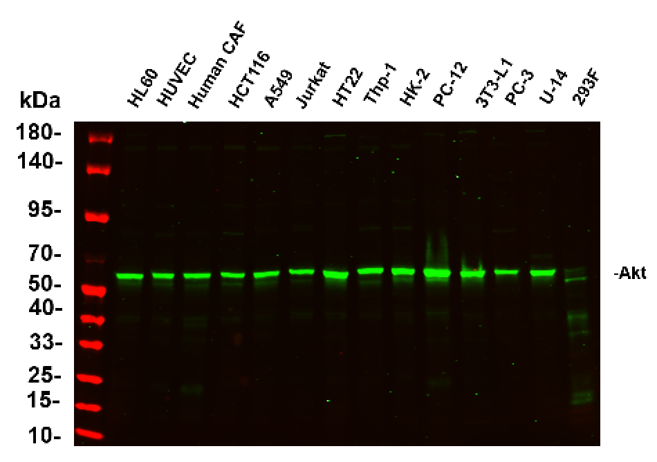 Recombinant Akt (pan) Monoclonal Antibody-searchlist-1