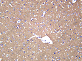Recombinant Syntaxin 1A Monoclonal Antibody - 1