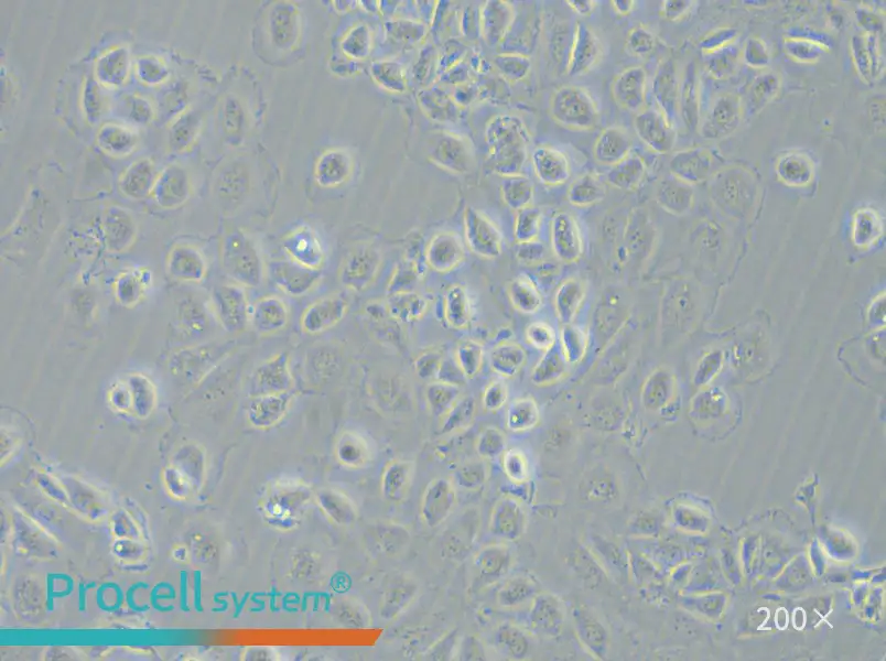 C166 Cell Complete Medium - 5