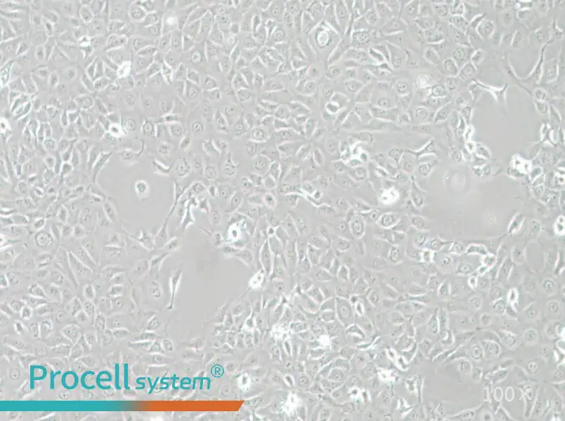 HCE-T Cell Complete Medium - 2
