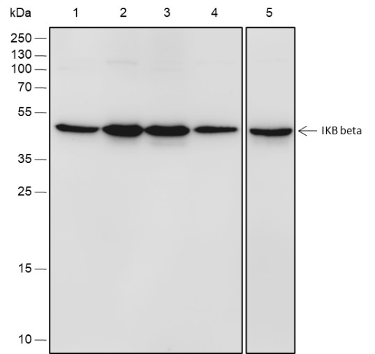 Recombinant IKB beta Monoclonal Antibody-searchlist-1