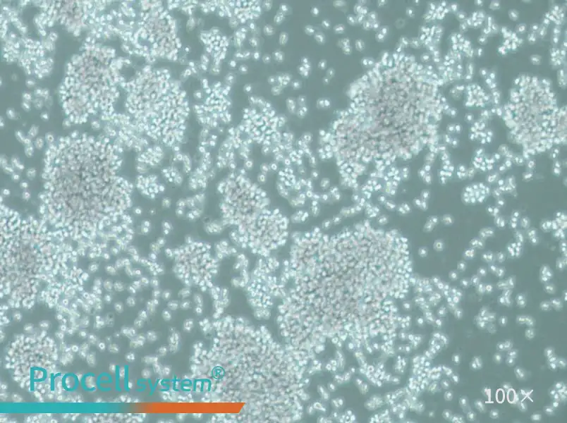 SUP-T1 Cell Complete MediumSUP-T1 Cell Complete Medium - 3
