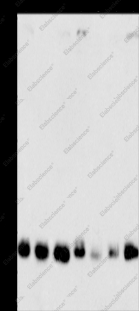 MPG Polyclonal Antibody - 1