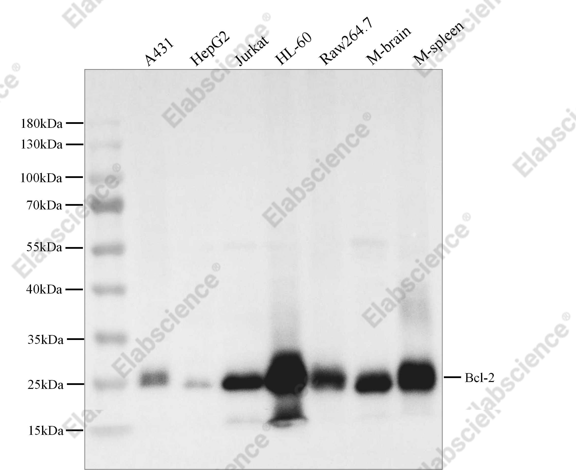 Recombinant Bcl-2 Monoclonal Antibody - 2