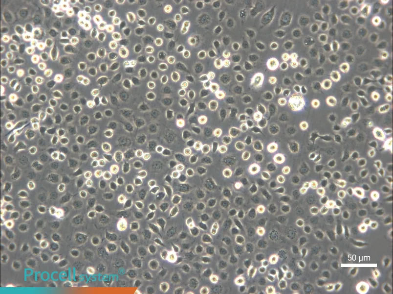 C6/36 [Clone C6/36] Cell Complete Medium - 6