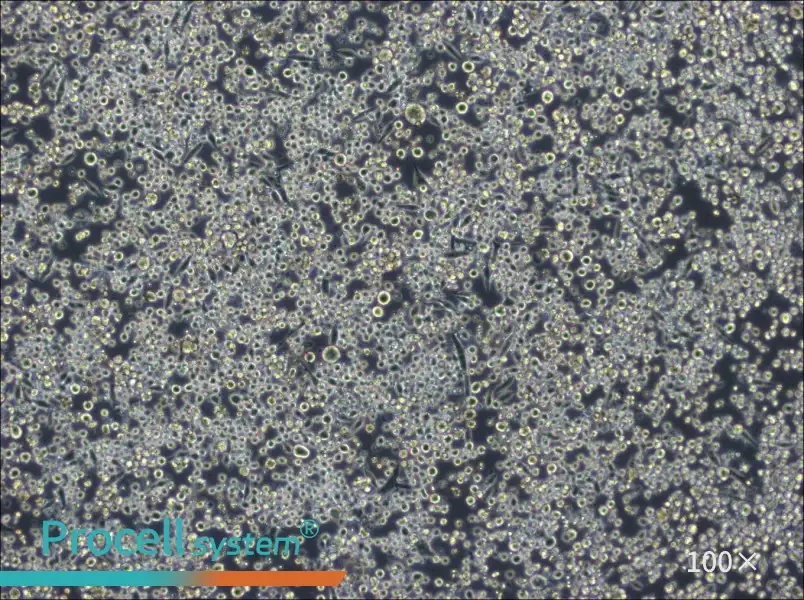 L6565 Cell Complete Medium - 3