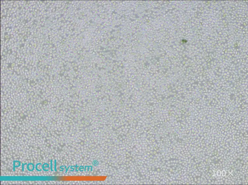 AE-1 Cell Complete MediumAE-1 Cell Complete Medium - 3