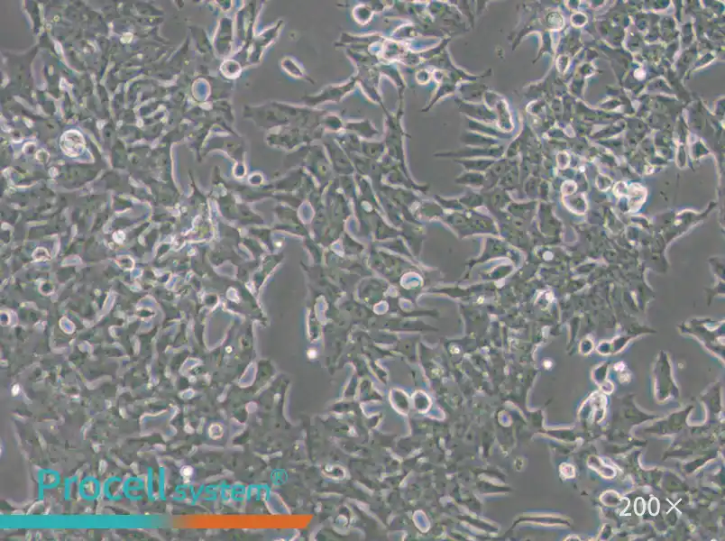 P19 Cell Complete Medium - small - 6