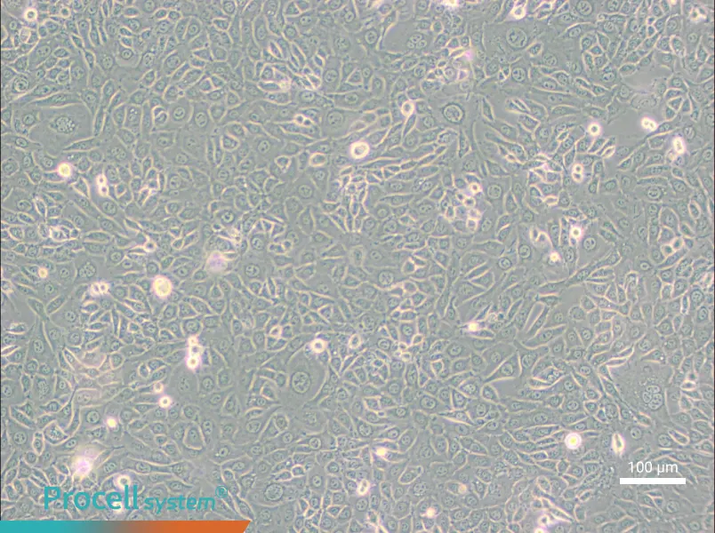 EMT6 [EMT-6] Cell Complete Medium - 1