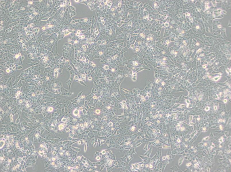 UMR-106 Cell Complete MediumUMR-106 Cell Complete Medium - 2