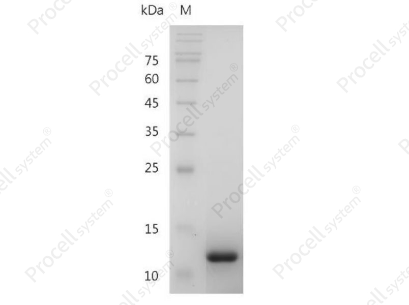 TGF&beta; 1/TGFB1, Mouse, Recombinant
