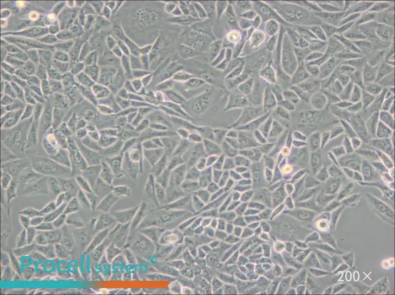 CTLA4 Ig-24 Cell Complete Medium - small - 5