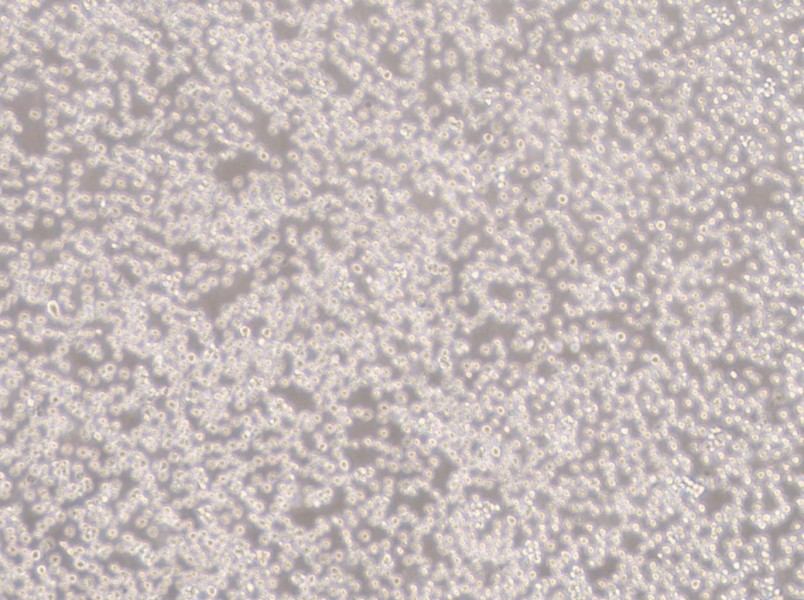 NALM-6 Cell Complete Medium-searchlist-1