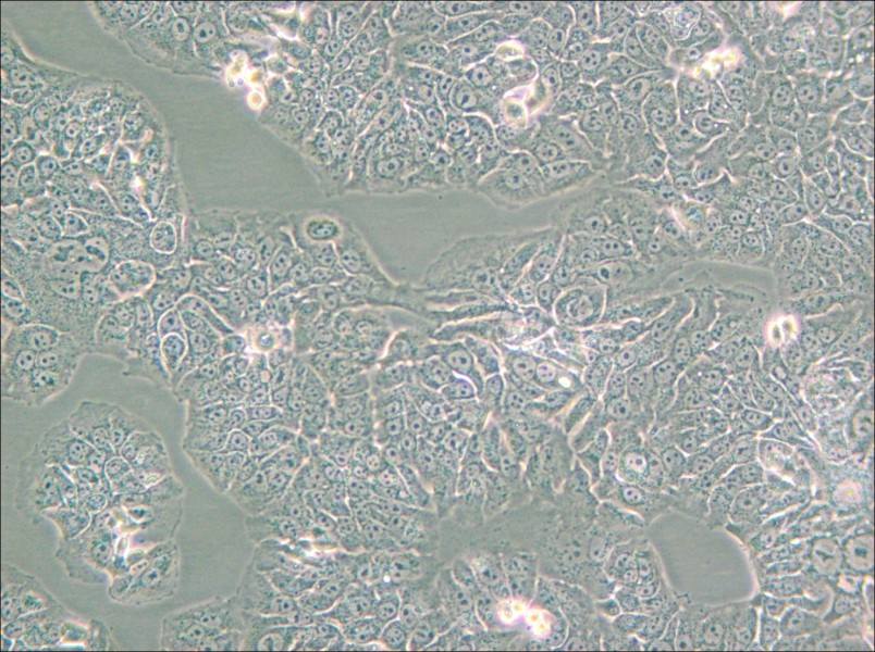 NCI-H1437 Cell Complete Medium - 5